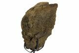 Fossil Dinosaur Sacrum Section w/ Metal Stand - South Dakota #331119-2